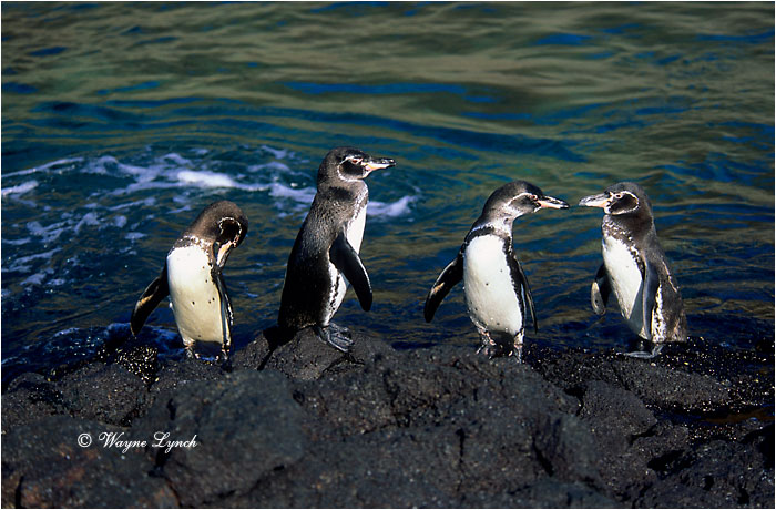 Galapagos Penguin 103 by Dr. Wayne Lynch &copy;